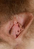 Apricot Pitts in young and hairy, Apricot Pitts (apr024) ATK Natural & Hairy: Apricot Pitts (Apricot Pitts in young and hairy)