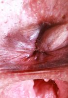 ATK Natural & Hairy: Dria Submits (Dria Submits Throwing Curves and Fur)